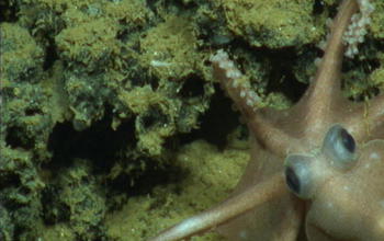 An octopus on the sea floor.